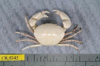藏品(紅斑斗蟹)的圖片